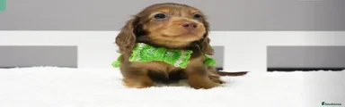 Pip