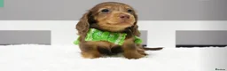 Dachshund dogs for sale: Adorable pure long-haired Dachshund  in London - Advert 4