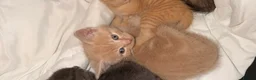 Domestic Shorthair cats for sale: 4 beautiful kittens  - Advert 3