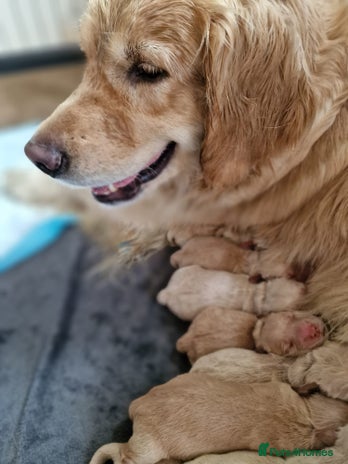 Golden Retriever dogs in Lee-on-the-Solent - Advert 6
