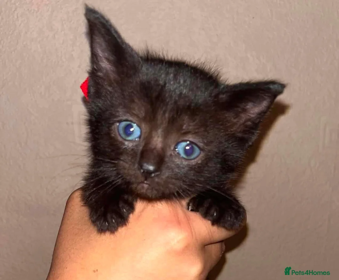 Mixed Breed cats for sale: Stunning ragdoll mix kittens  - Advert 2