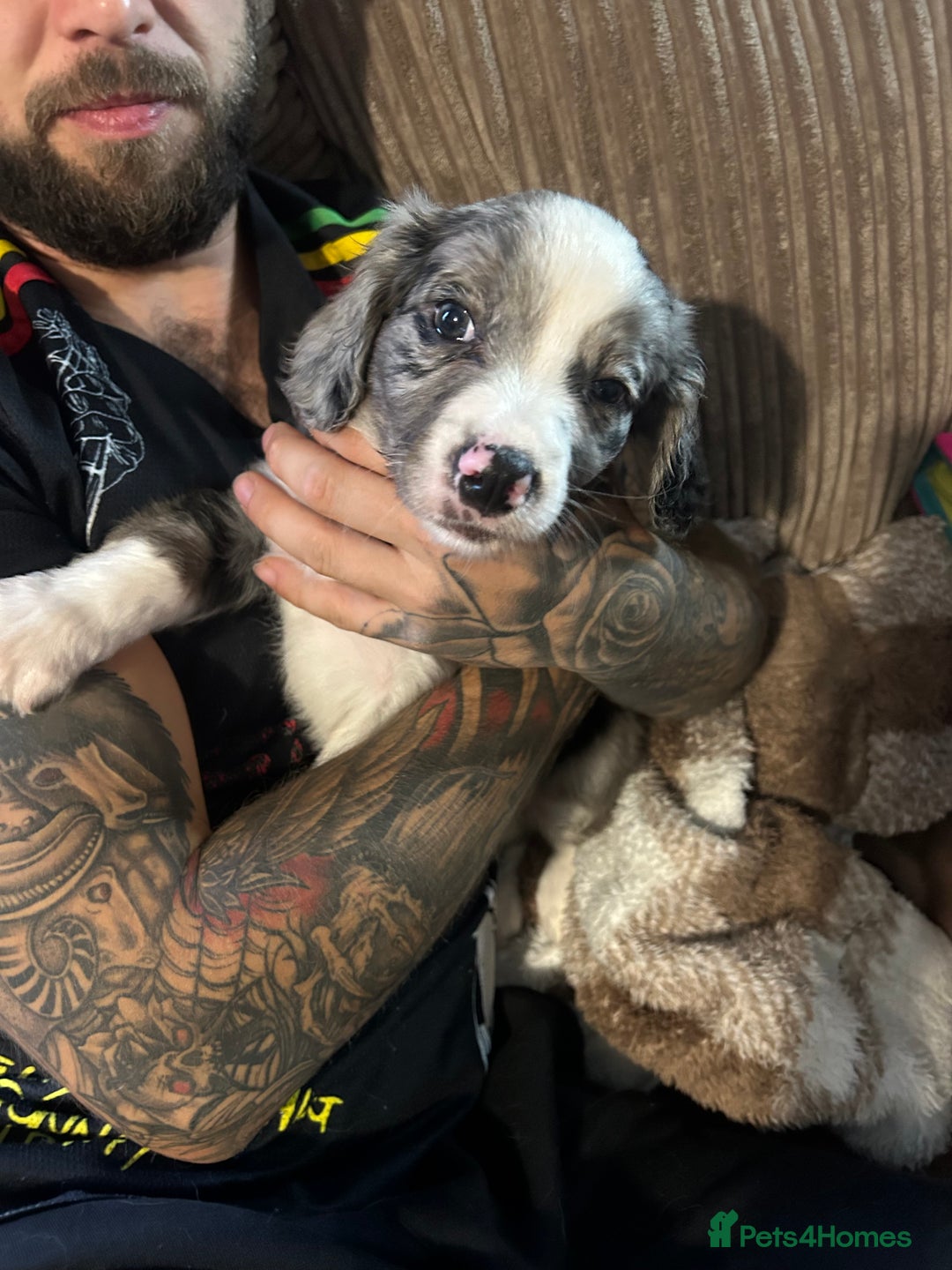 Mixed Breed dogs for sale: Borderliers  - Image 7