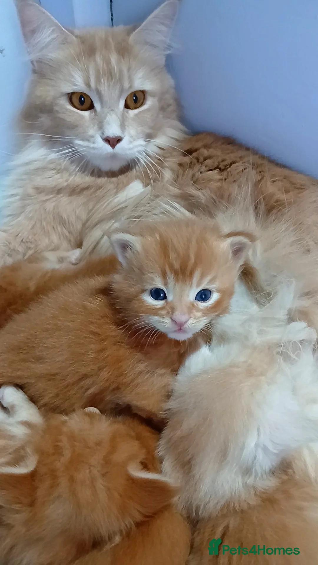 Maine Coon cats for sale: Sweet and Beautiful Pure Breed Maine Coon Kittens - Advert 4