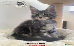 Maine Coon cats for sale: Xxl Maine coons  - Image 9