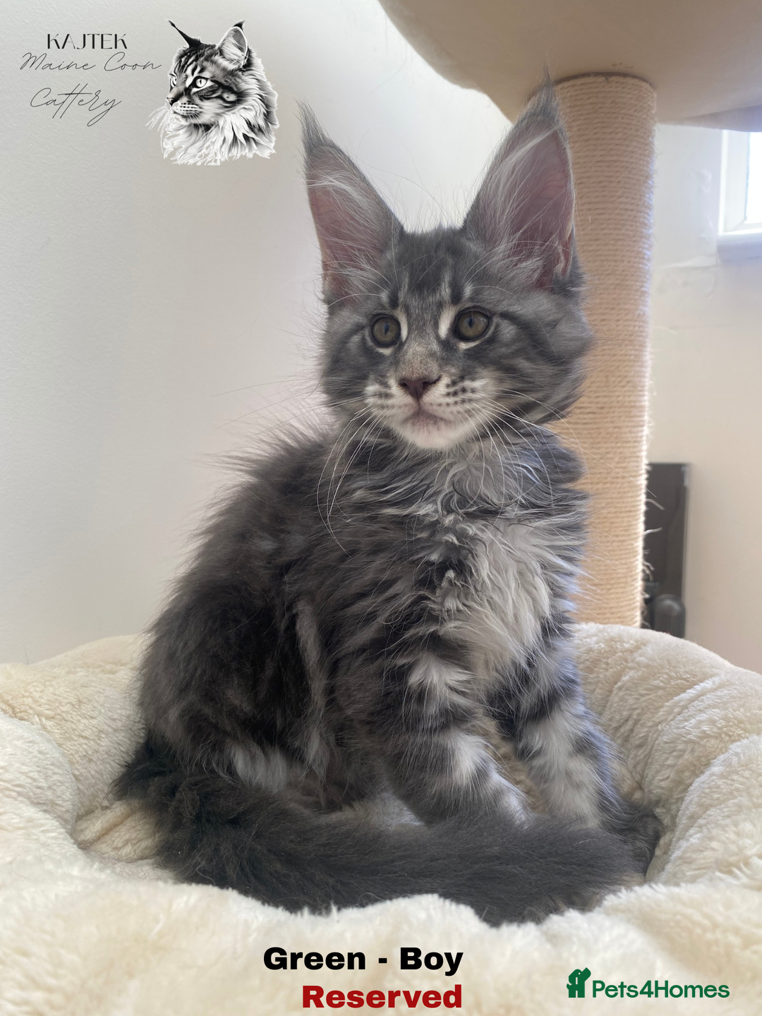Maine Coon cats for sale: Xxl Maine coons  - Image 9