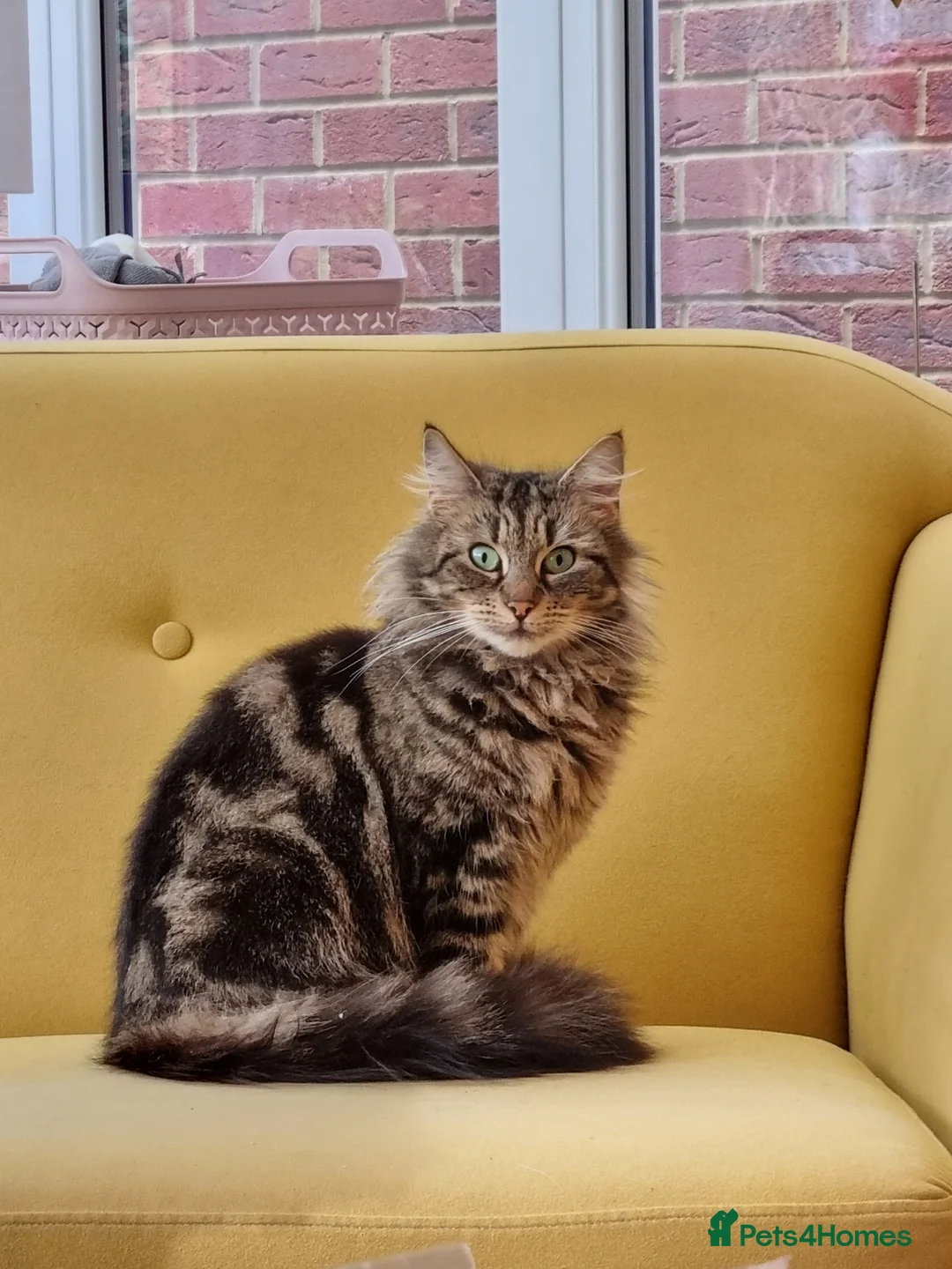 Mixed Breed cats for sale: Beautiful Calico girl - Advert 1