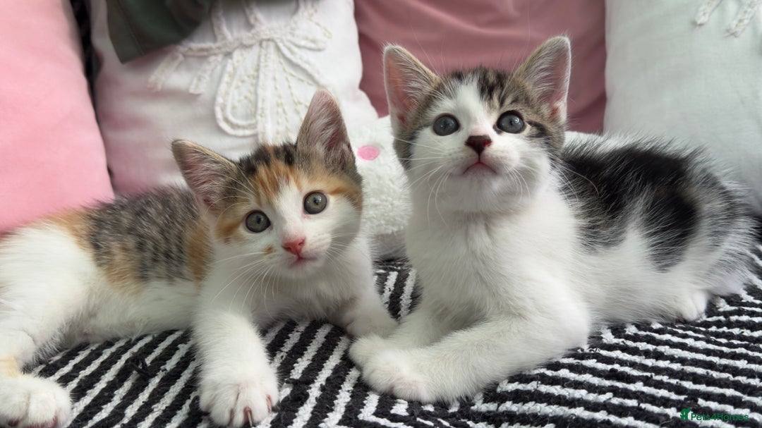 Mixed Breed cats for sale: Beautiful kittens!!!!! READY from 7/08/25 - Image 6