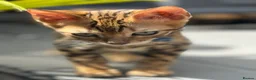 Bengal cats for sale: Top quality pure breed Bengal kittens for sale in Watford - Advert 4