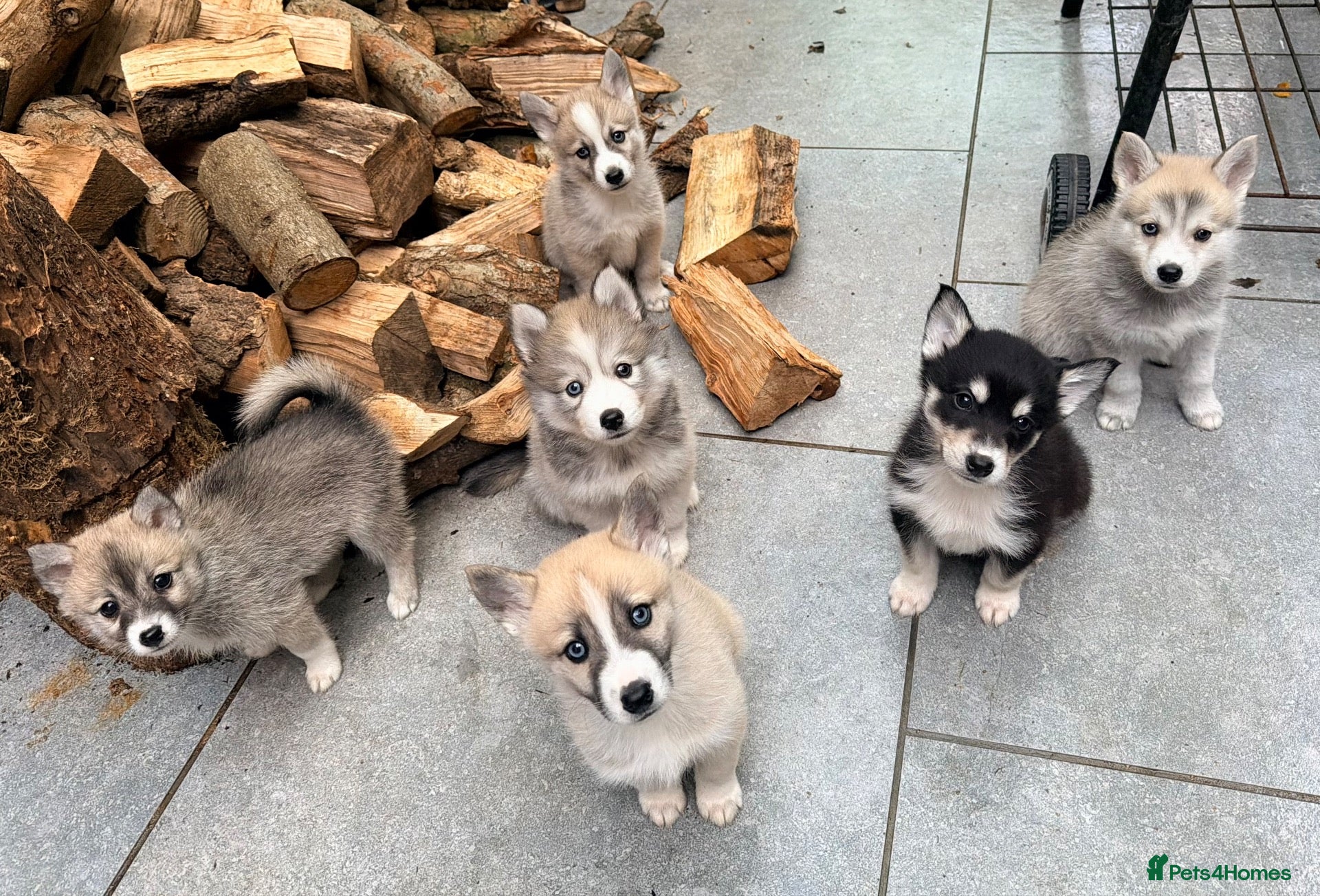 Pomsky dogs F2 Pomsky puppies - Advert 1