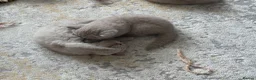 British Shorthair cats for sale: Lilac British shorthair GCCF registered - Advert 8