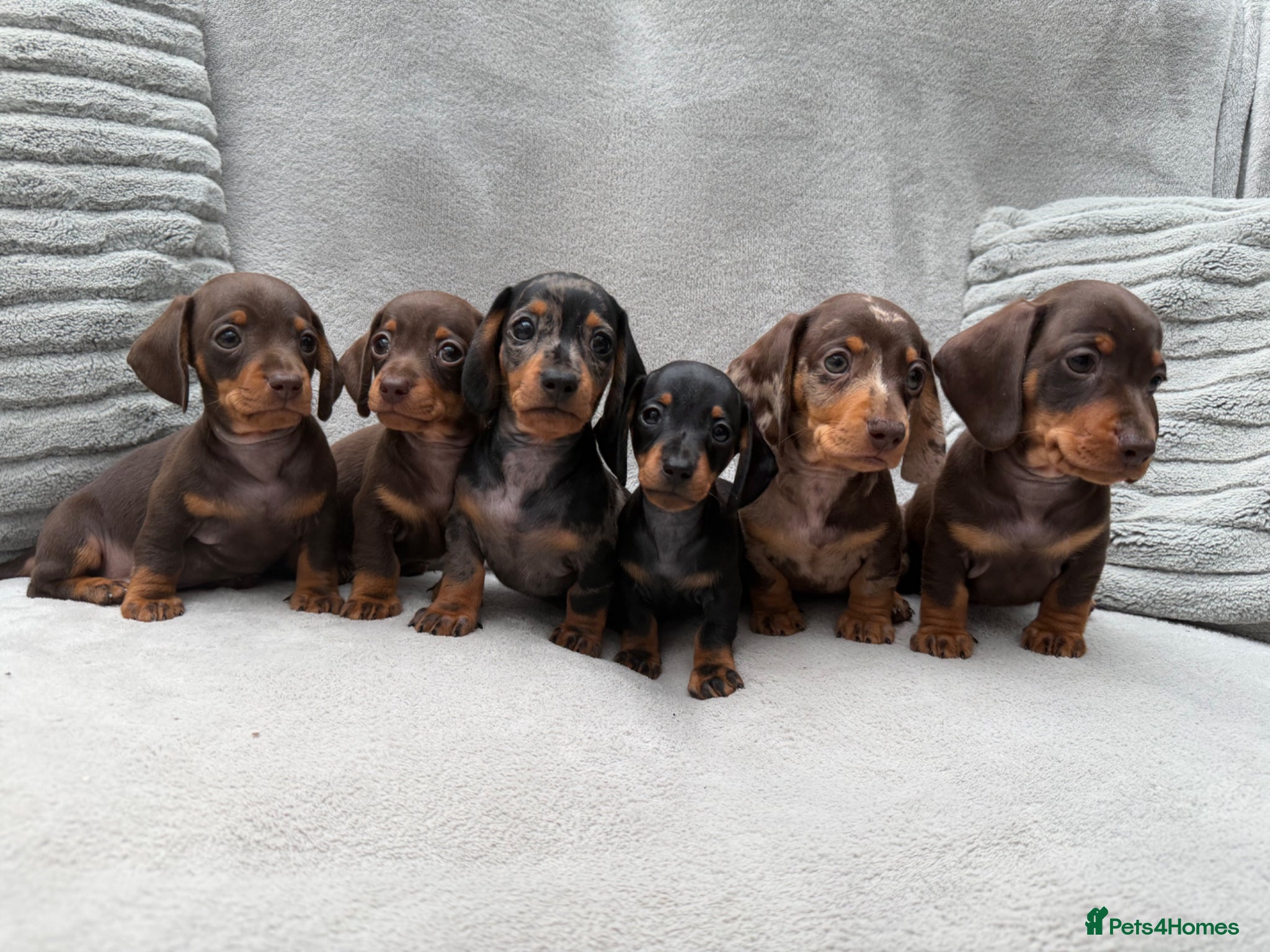 Miniature Dachshund dogs Gorgeous KC registered Miniature Dachshunds   - Advert 2