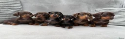 Miniature Dachshund dogs for sale: Gorgeous KC registered Miniature Dachshunds   - Advert 12
