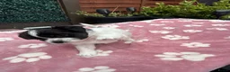 Maltipoo dogs for sale: 🐾💕 ADORABLE MALTIPOO  **   💕🐾 in Oldham - Advert 12