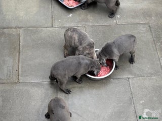 Cane Corso dogs in Bradford - Advert 3