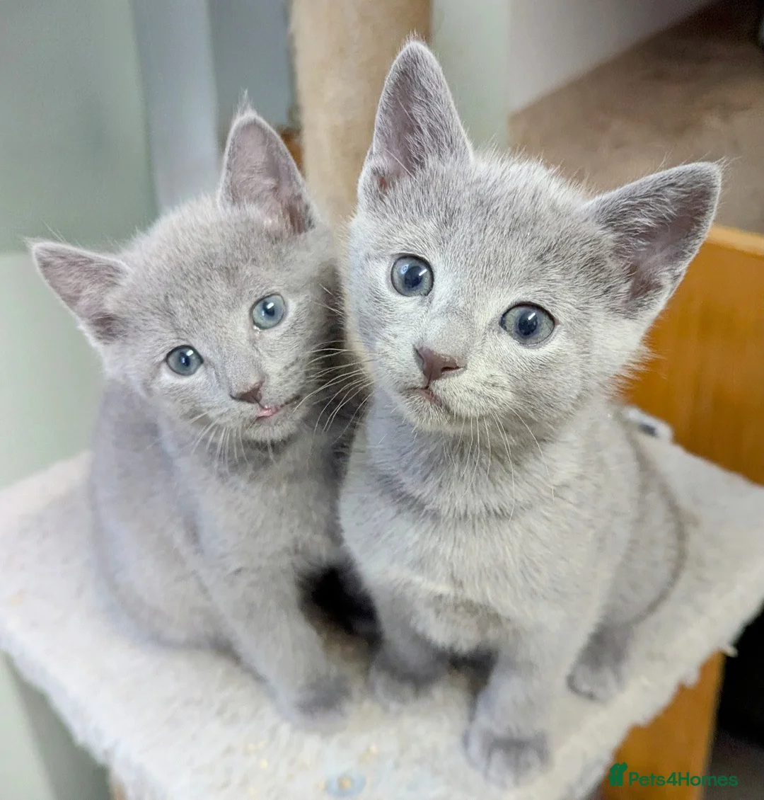Russian Blue cats for sale: TICA Pedigree kittens  in Barnet - Advert 1