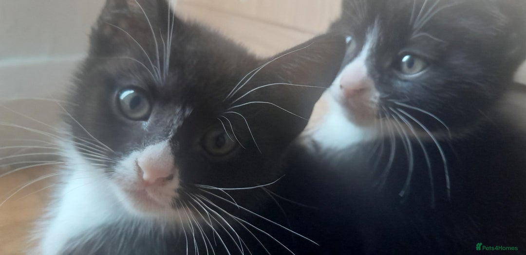 European cats for sale: Kittens - Image 1