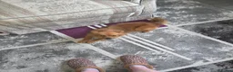 German Spitz dogs for sale: Female German Spitz  - Advert 2