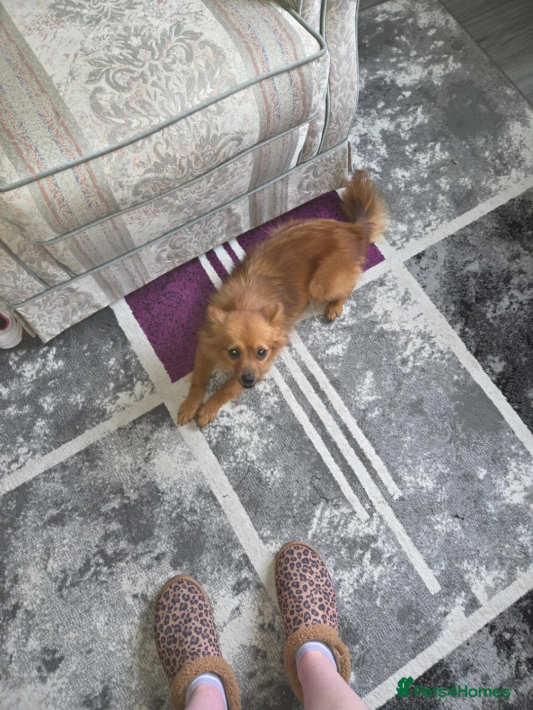 German Spitz dogs for sale: Female German Spitz  - Advert 2