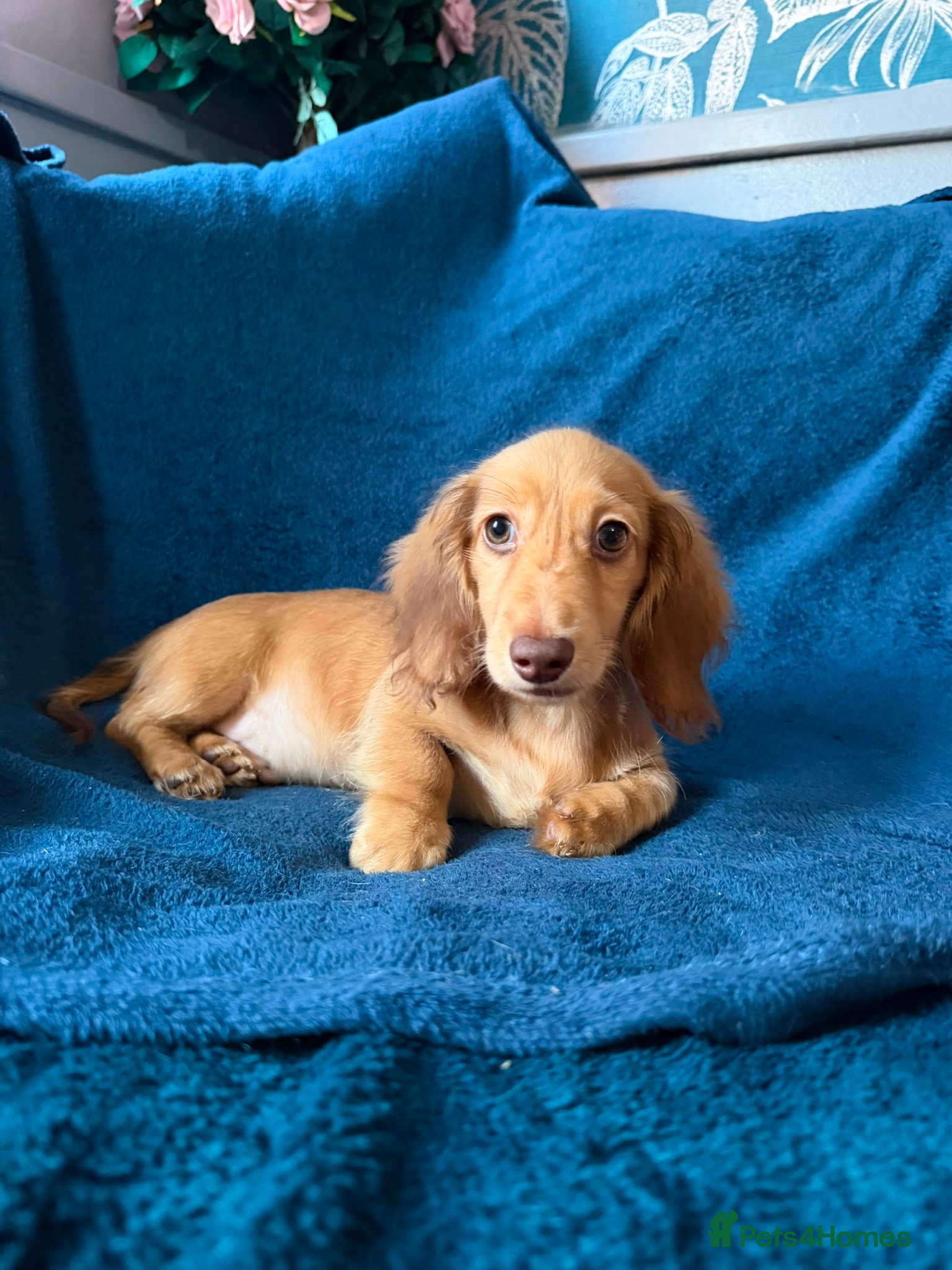 Dachshund dogs Last Gorgeous Longhaired Male! - Advert 1