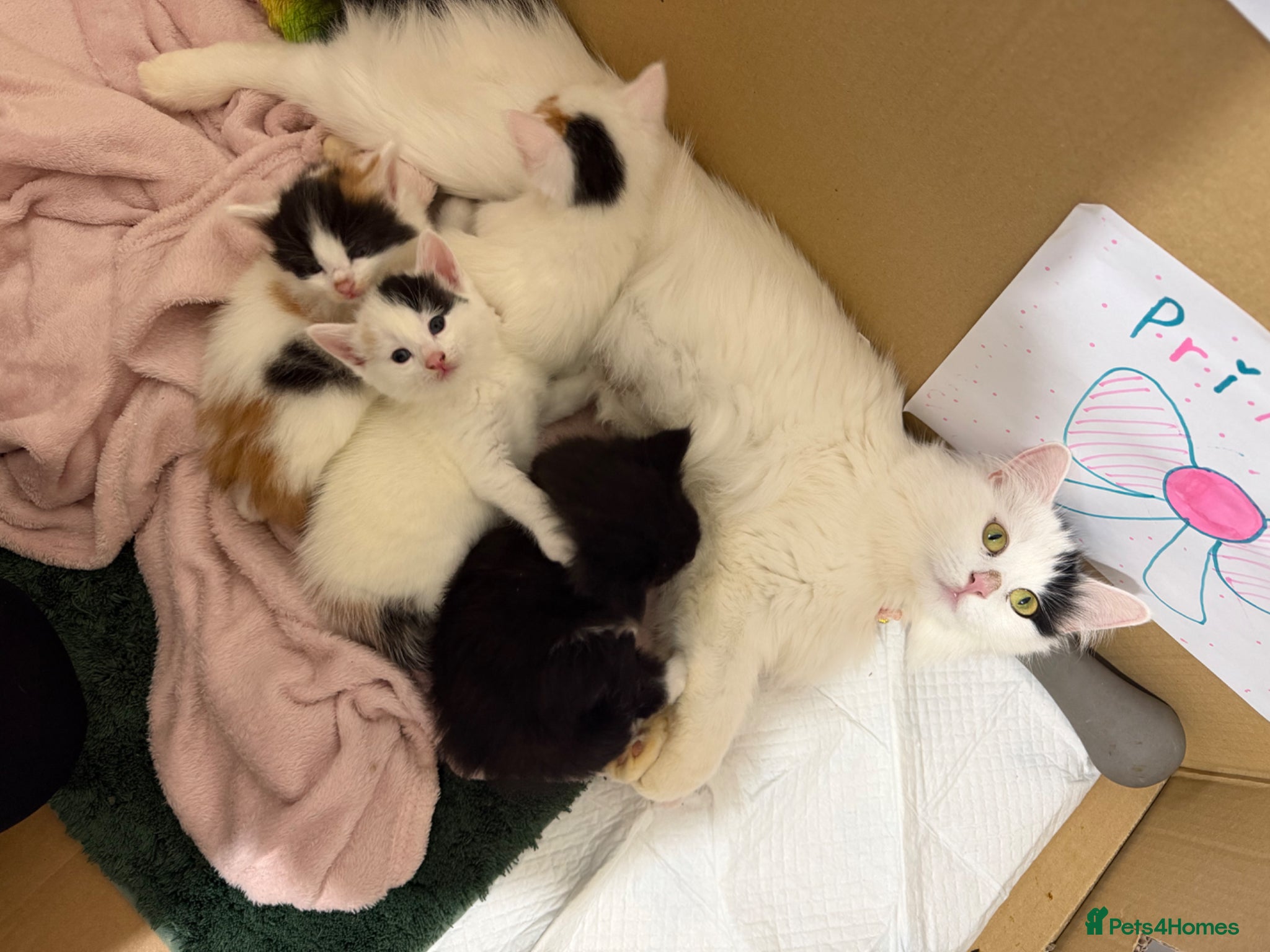 Mixed Breed cats Kittens Looking for Their Forever Homes 🐾 - Advert 3