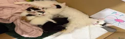 Mixed Breed cats for sale: Kittens Looking for Their Forever Homes 🐾 - Advert 1