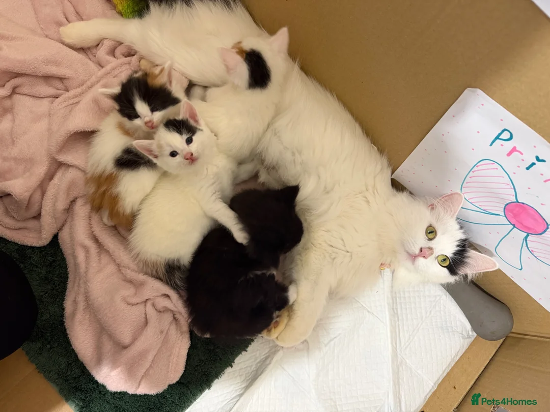 Mixed Breed cats for sale: Kittens Looking for Their Forever Homes 🐾 - Advert 1