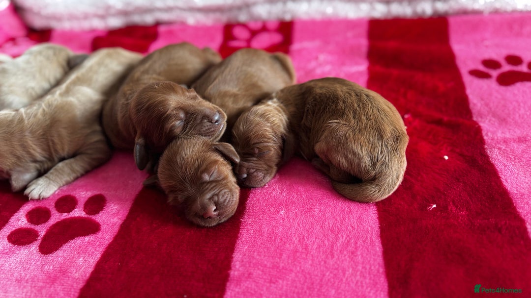 Goldendoodle dogs for sale: Golden doodle puppy’s for sale  - Advert 13