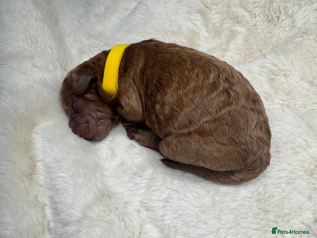 Mini Goldendoodle dogs for sale: Miniature Goldendoodle F1b Puppies - Advert 9