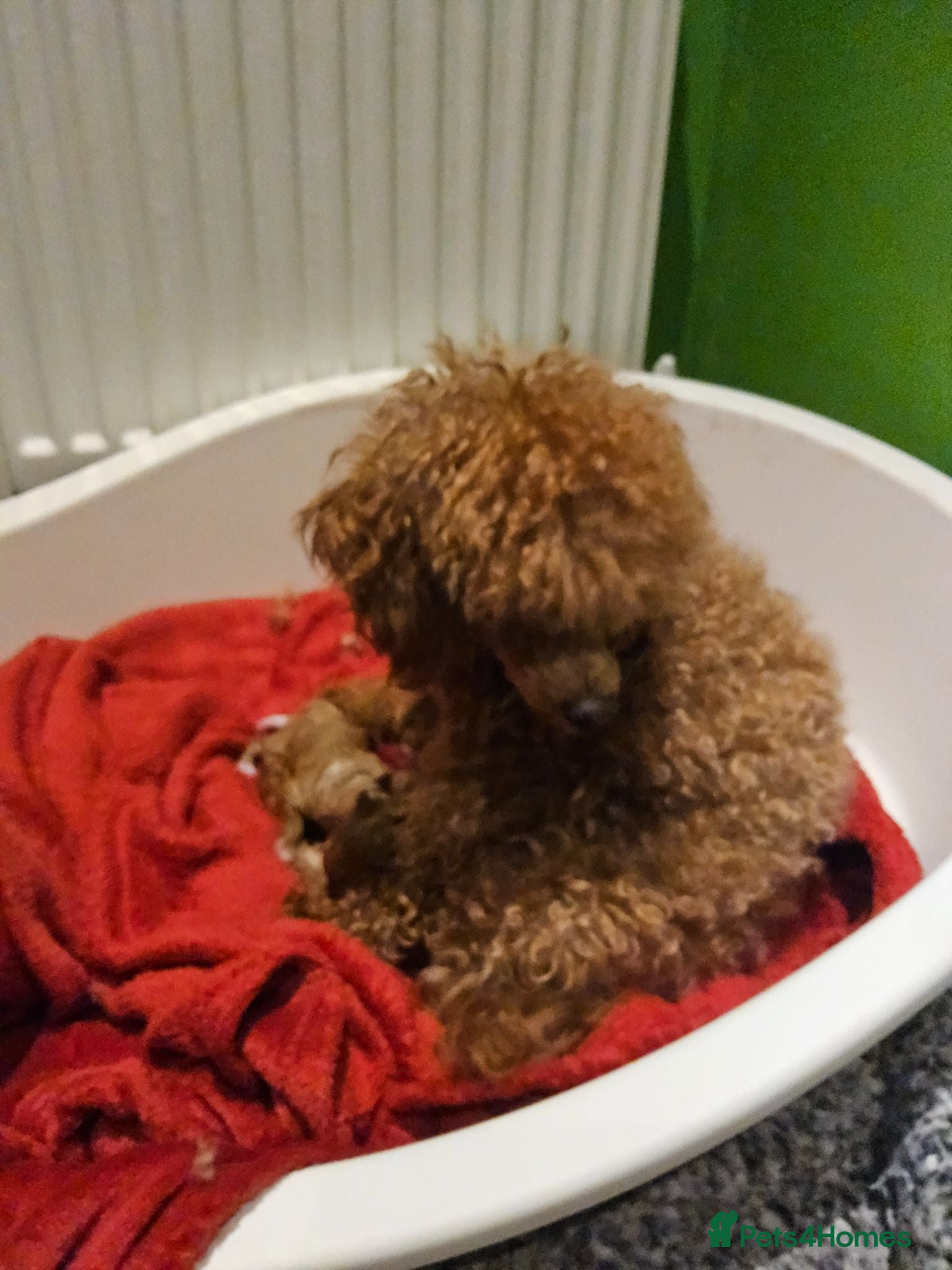 Toy Poodle dogs KC Toy Poodles  - Advert 2