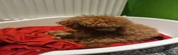 Toy Poodle dogs for sale: KC Toy Poodles  - Advert 1
