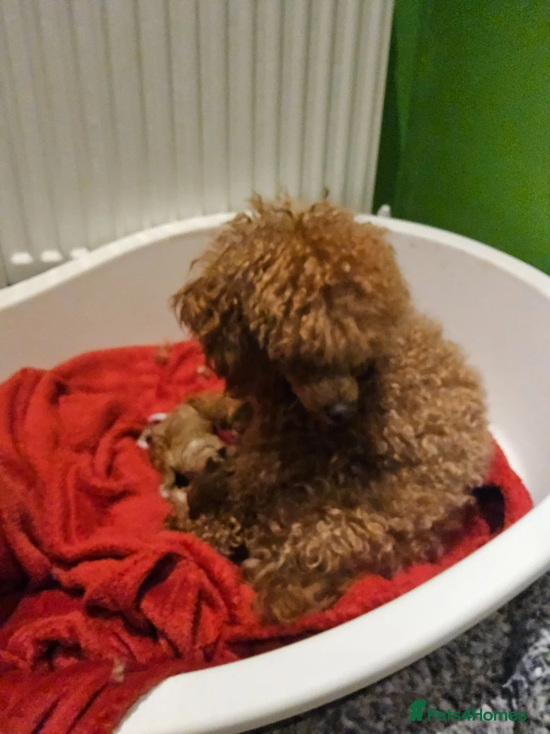 Toy Poodle dogs for sale: KC Toy Poodles  - Advert 1