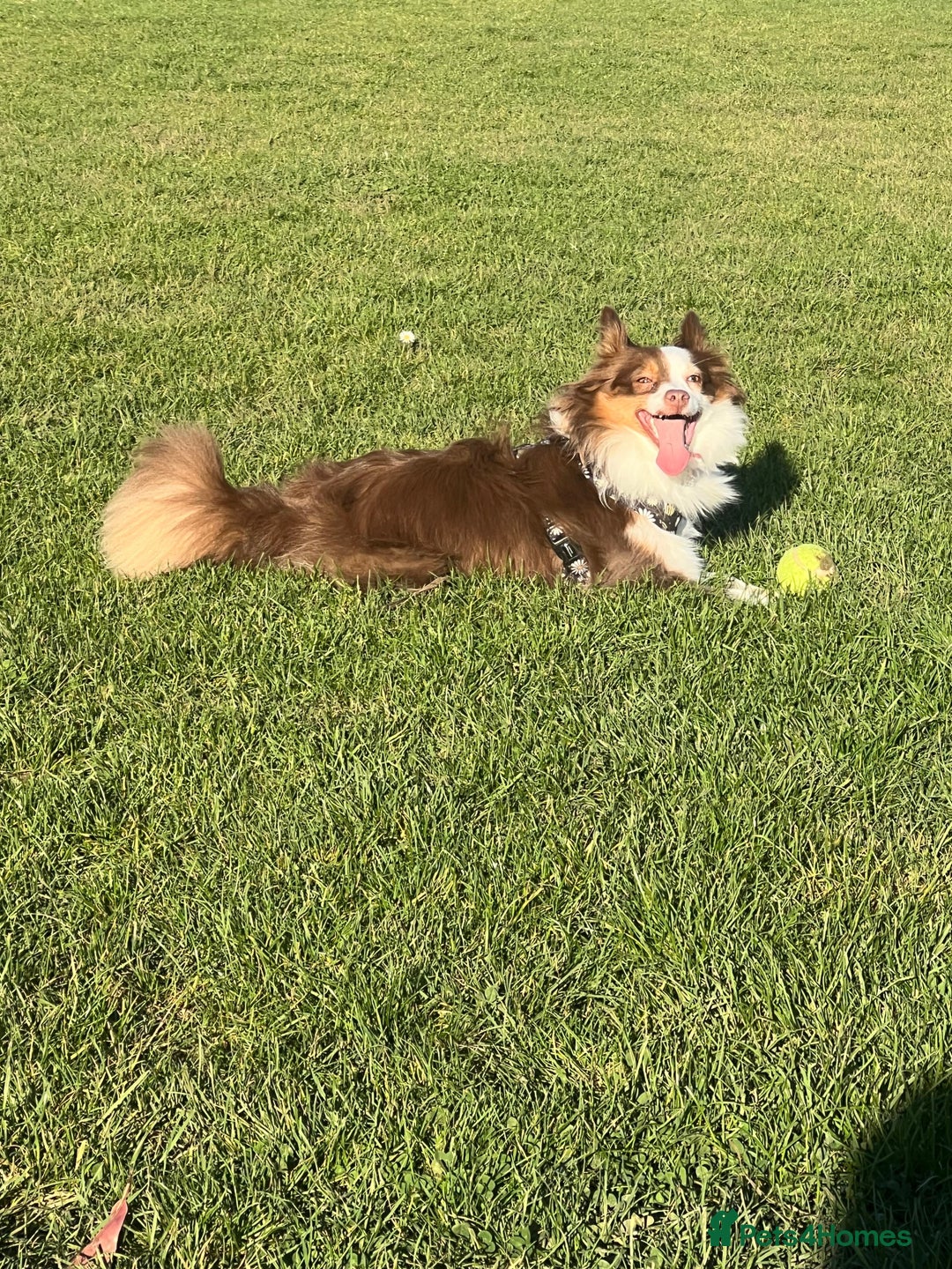 Australian Shepherd dogs for sale: Loving Toy Australian Shepherd - Image 4