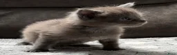 Maine Coon cats for sale: Xl Maine coon kittens health tested parents Tica R - Advert 23