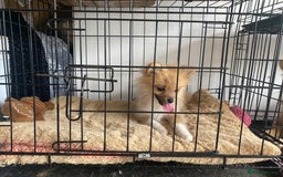 Pomeranian dogs for sale: Beautiful Pomeranian puppiesREDUCED  - Image 1
