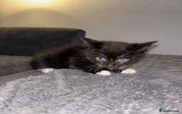 Bengal cats for sale: Four beautiful baby girl kittens  - Image 12