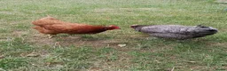 Chickens poultry for sale: Five chickens/ hens frizzle bantams & standard  - Advert 4