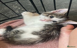 Domestic Shorthair cats for sale: 4 beautiful mixed kittens - Image 14