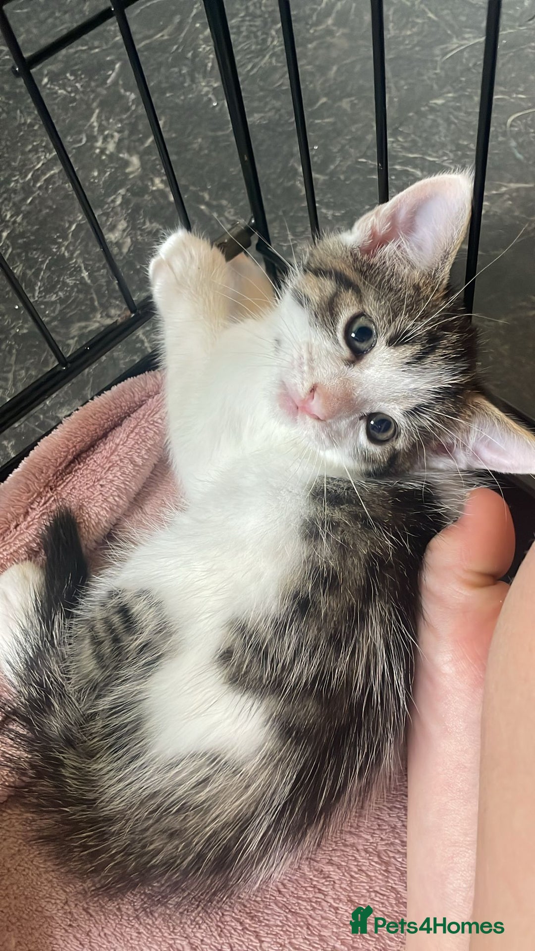 Domestic Shorthair cats for sale: 4 beautiful mixed kittens - Image 14