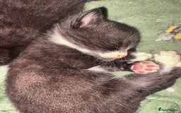 Mixed Breed cats for sale: Beautiful male kitten.  - Image 2