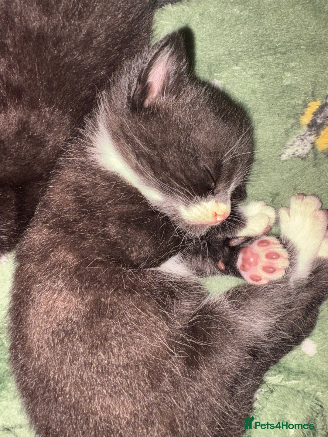 Mixed Breed cats for sale: Beautiful male kitten.  - Image 2