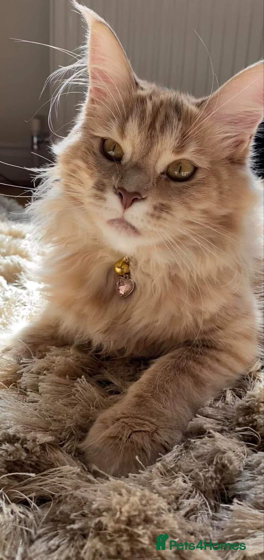 Maine Coon cats for sale: Russian line XXL Maine Coon, Last of reserv litter in Princes Risborough - Advert 2