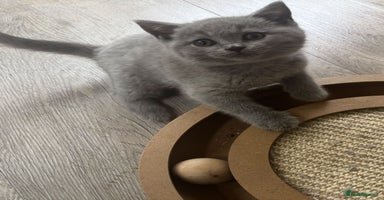 British Shorthair cats in Herne Bay - Advert 8