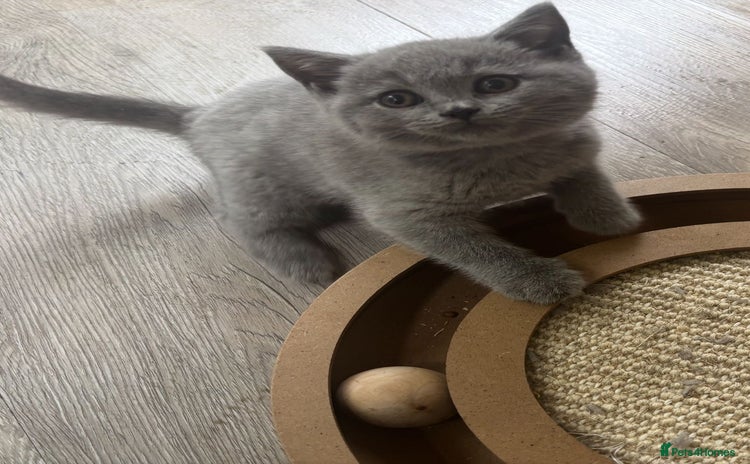British Shorthair cats in Herne Bay - Advert 14