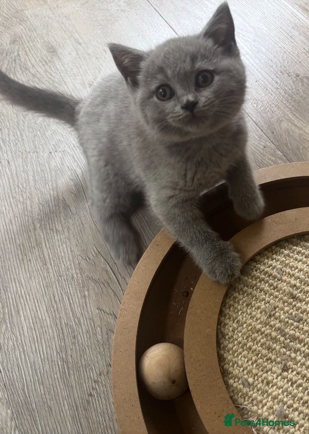 British Shorthair cats for sale: Chunky Female & Male BSH Kittens READY NOW in Herne Bay - Image 3