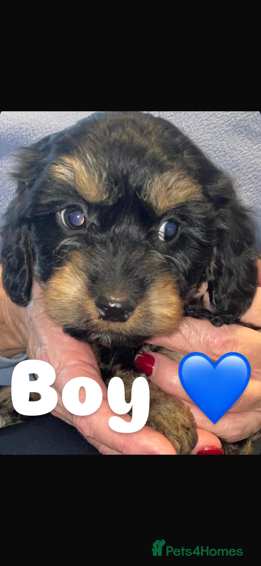 Cockapoo dogs for sale: 3 remaining Adorable cockapoo puppies  - Advert 1