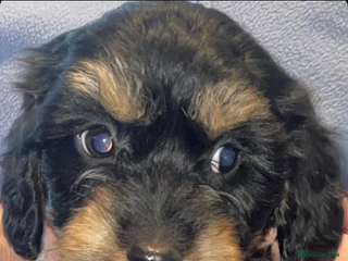 Cockapoo dogs 3 remaining Adorable cockapoo puppies - Advert 17