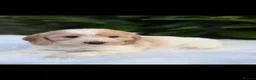 Cockapoo dogs for sale: Cockapoo males and females  - Advert 3