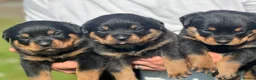 Rottweiler dogs for sale: KC registered rottweiler puppies - Advert 6
