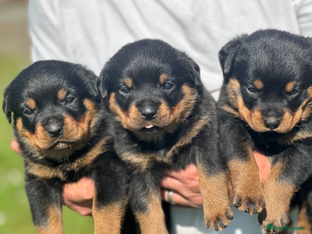 Rottweiler dogs for sale: KC registered rottweiler puppies - Advert 1