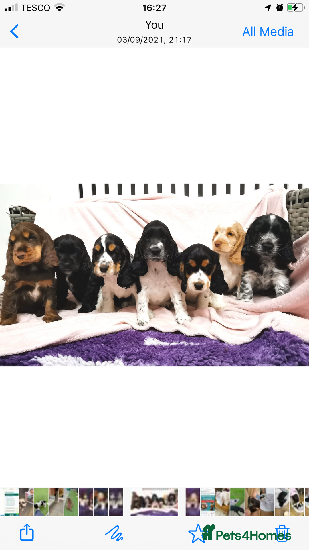 Cocker Spaniel dogs for stud: Full Show cocker spaniel Stud fully health tested  - Image 6